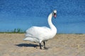 White swan on the sand Royalty Free Stock Photo