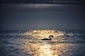 White swan in the sea with blue dark background on the sunrise. Royalty Free Stock Photo