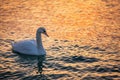 White swan in the sea with blue dark background on the sunrise. Royalty Free Stock Photo
