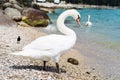 White swan at the sea shore Royalty Free Stock Photo