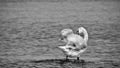 White Swan by the sea shore Royalty Free Stock Photo