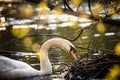 White swan searching for food Royalty Free Stock Photo