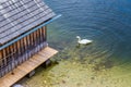 White swan searching for food in a lake