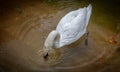 White Swan searching for food at Pinnawala Open Zoo Royalty Free Stock Photo