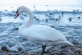 White swan on the seashore, water drops on feathers Royalty Free Stock Photo