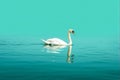 white swan in the seawhite sea Royalty Free Stock Photo