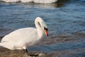 White swan on shore of Baltic Sea in Poland Royalty Free Stock Photo