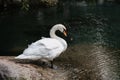 A white swan on the shore of a lake or pond in a wild natural habitat. Royalty Free Stock Photo