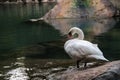 A white swan on the shore of a lake or pond in a wild natural habitat. Royalty Free Stock Photo