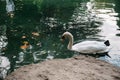 A white swan on the shore of a lake or pond in a wild natural habitat. Royalty Free Stock Photo