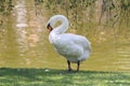 White swan on the shore of the pond Royalty Free Stock Photo