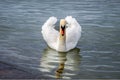 A white swan showing it& x27;s wings heart shape close at the shore