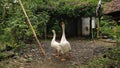 White swan on side yard Royalty Free Stock Photo