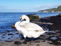 White swan sits on the blue  sea shore Royalty Free Stock Photo