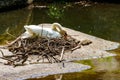 White swan sitting on a nest on stone in lake Royalty Free Stock Photo