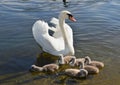 White swan with six nestlings, Hyde Park, London Royalty Free Stock Photo