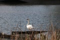 White Swan. Small river. Beautiful bird. River bank. Royalty Free Stock Photo