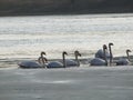 White Swan. Small river. Beautiful bird. River bank. Royalty Free Stock Photo