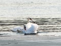 White Swan. Small river. Beautiful bird. River bank. Royalty Free Stock Photo