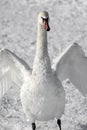 White swan in snow Royalty Free Stock Photo