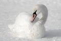 White swan on snow Royalty Free Stock Photo