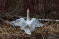 A white swan spread his wings wide