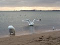 White swan spreading its wings on the shore of a calm sea Royalty Free Stock Photo