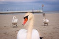 The white Swan stands on the shore and looking at the camera Royalty Free Stock Photo