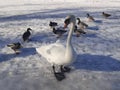 White swan standing in the snow and her young. Mother duck and her young on ice. Birds and animals concept Royalty Free Stock Photo