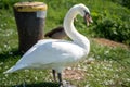 White swan stands on the grass and hisses Royalty Free Stock Photo