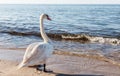 White swan stands on the sand of the sea shore Royalty Free Stock Photo