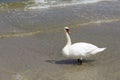 The white swan stopped by the shore Royalty Free Stock Photo