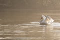 White swan stretching