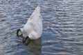 White swan stucks his head in the water and its backside rises above the water