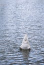 White swan stucks his head in the water and its backside rises above the water