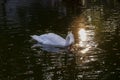 Graceful white Swan swimming in the lake , swans in the wild Royalty Free Stock Photo