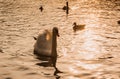 White swan sunset water Royalty Free Stock Photo