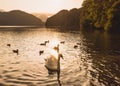 White swan sunset water Royalty Free Stock Photo