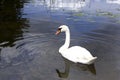 The real Swan lake