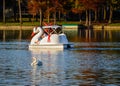 White Swan and a Swan Boat - Lake Eola, Florida