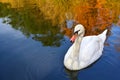 White swan swim in autumn pond with reflection of golden fall foliage Royalty Free Stock Photo