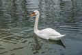 White swan swim at the lake of the Palace of Versailles Royalty Free Stock Photo