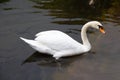 White swan swim on the water