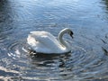 White swan swimming alone in calm lake with ripples in water Royalty Free Stock Photo
