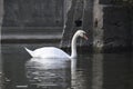 White swan