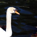 White Swan Swimming in a Black Water