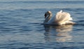 White swan swimming on blue lake water at sunset, swans on pond in the city, city nature enviroment Royalty Free Stock Photo