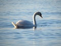 White swan swimming on blue lake water at sunset, swans on pond in the city, nature series