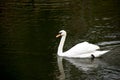 White swan swimming and diving in lagoon Royalty Free Stock Photo