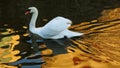 white Swan swimming on golden water reflection